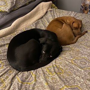 Meet your Posher, Daniel